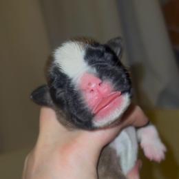 Rorschach's Don't Forget About Me - Fawn female Boxer puppy in Seward, Nebraska from Rorschach Boxers
