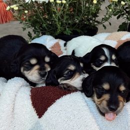 Dachshunds from Dixies Dachshunds