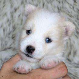 Victor - 2200 - White male Pomsky puppy in Spring Hill, Florida from www.PuppyTimeEmporium.com