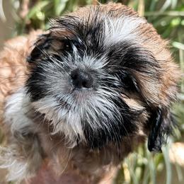 Teddy - Sable and white male Shih Tzu puppy in Victorville, California from Precioustzus