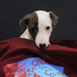 Girl 4 - White and fawn brindle Whippet puppy in Indianapolis, Indiana from SaeSi Kennels