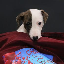 Girl 4 - White and fawn brindle Whippet puppy in Indianapolis, Indiana from SaeSi Kennels
