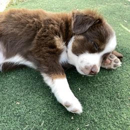 Miniature Australian Shepherd Puppies from Lavish Luxuries Mini and Toy Australian Shepherds