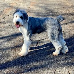 Tallulah - Old English Sheepdog