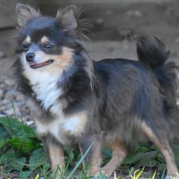 Dixie - Chihuahua