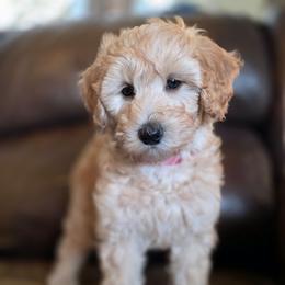 Cream - Cream female Australian Labradoodle puppy in Houston, Texas from Doodles Kennel
