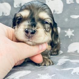 Dachshund Puppies from Pasek Kennels