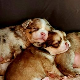 Chihuahua Puppies from Chosen Chihuahuas