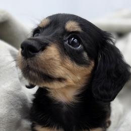 Dachshunds from Yadkindale Kennel