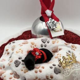 Ruby - Black and tan female Yorkshire Terrier puppy in Las Vegas, Nevada from Lala’s Pups