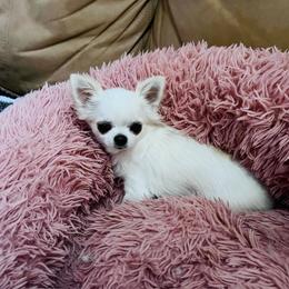 Emma - Cream and white female Chihuahua puppy in Morrisville, North Carolina from Mozzafiato Chihuahuas