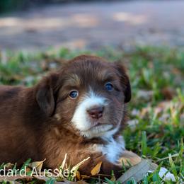 Dasher - Red tri-color female Australian Shepherd puppy in Azle, Texas from AW Standard Aussies