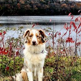 Australian Shepherd All Grown Up from Cobler Farms