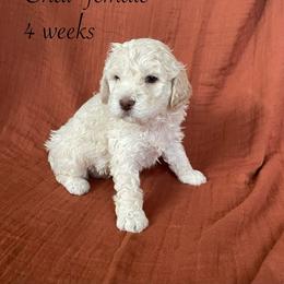 Chai - White female Lagotto Romagnolo puppy in Minster, Ohio from 1880 Lagotto