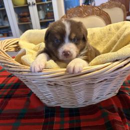Boy 3 - male Australian Shepherd puppy in Esparto, California from Cutting Up Ranch  Australian Shepherds