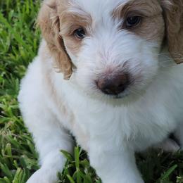 Goldendoodle Puppies from Costa's Curly Canines