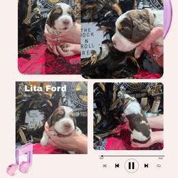 Lita FordGirl 5 - Liver white and tan female English Springer Spaniel puppy in Saginaw, Michigan from Kemerer Springers