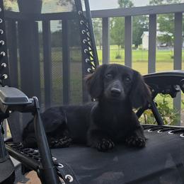 Queenie - Dachshund