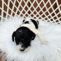 Mikey - Black male Australian Labradoodle puppy in Wamego, Kansas from Doodles of Oz