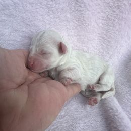 Sugar - Cream female Goldendoodle puppy in Kearneysville, West Virginia from Daydreamer