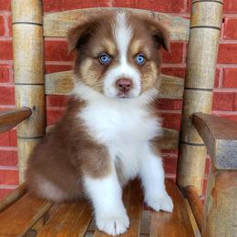 Australian Shepherds from Farmhouse Aussies