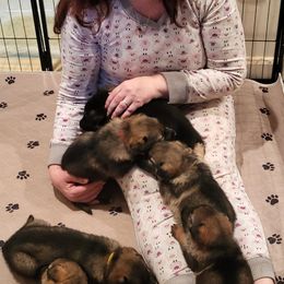 German Shepherds from Tinsley German Shepherds