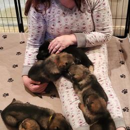 German Shepherds from Tinsley German Shepherds