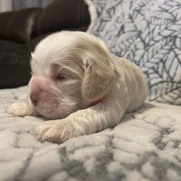 Cocker Spaniel Puppies from Hershey Sugar Rd Cockers