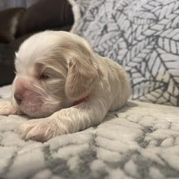 Cocker Spaniel Puppies from Hershey Sugar Rd Cockers