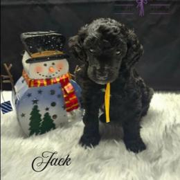 Jack - Black male Poodle puppy in Mancelona, Michigan from Lavender poodles & doodles