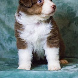 Australian Shepherd Puppies from Lovable Little Aussies
