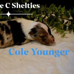 Cole Younger - Sable merle and white male Shetland Sheepdog puppy in Gladbrook, Iowa from T Triple C Shelties