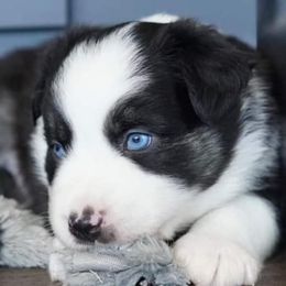 Australian Shepherd Puppies from Aussieway