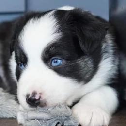 Australian Shepherd Puppies from Aussieway