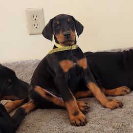 Yellow girl - Black and rust female Doberman Pinscher puppy in Leslie, Arkansas from Shakarri Irish Setters