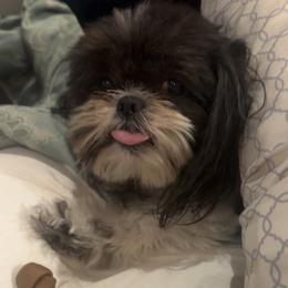 Taco - Shih Tzu