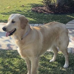 Shiloh - Golden Retriever