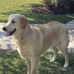 Shiloh - Golden Retriever