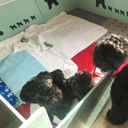 Black Russian Terrier and Cavalier King Charles Spaniel Puppies from Ocean Gem & Guardian Bears