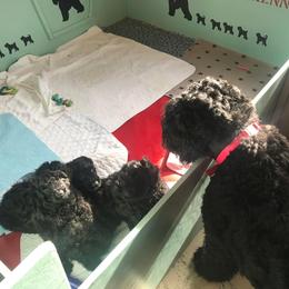 Black Russian Terrier and Cavalier King Charles Spaniel Puppies from Ocean Gem & Guardian Bears