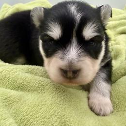 Guppy - Black and white female Pomsky puppy in Auburn, Washington from Periwinkle Pomskies