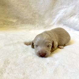 Karly - Cream female Dachshund puppy in Stilwell, Oklahoma from Mountain Top Dachshunds