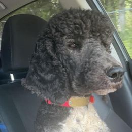 Aussiedoodles, Australian Shepherds, and Poodles from C&S Kennels