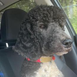 Aussiedoodles, Australian Shepherds, and Poodles from C&S Kennels