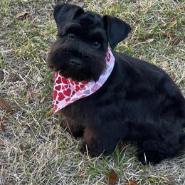 Miniature Schnauzer Puppies from Mert's Creek Miniature Schnauzers