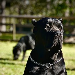 Ora - Cane Corso