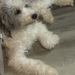 Sheepadoodle puppies from DoodleRox