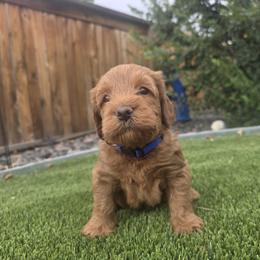 Wolfie Blue - Red male Labradoodle puppy in Commerce City, Colorado from Playful Paws Labradoodles