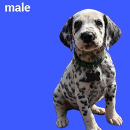 Sapphire - White and black male Dalmatian puppy in Bremen, Georgia from Clark’s Dalmatians