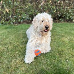Bear - Goldendoodle